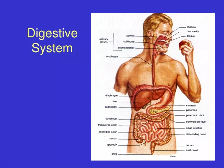 digestive system