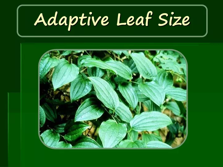 adaptive leaf size