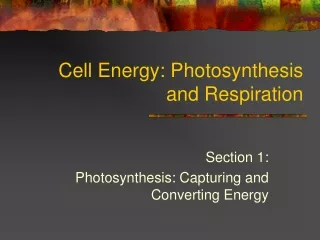 Cell Energy: Photosynthesis and Respiration