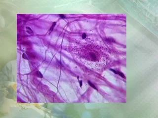 Fibers of Connective Tissue