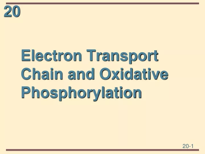 electron transport chain and oxidative phosphorylation