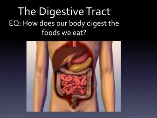 The Digestive Tract EQ: How does our body digest the foods we eat?