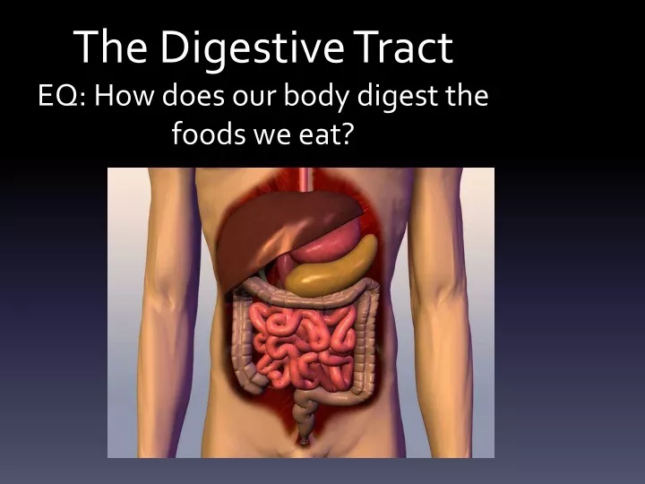 the digestive tract eq how does our body digest the foods we eat