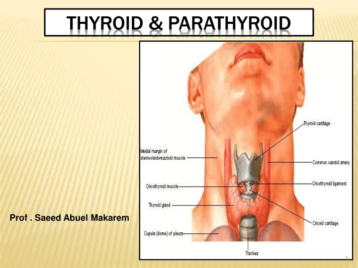 thyroid parathyroid