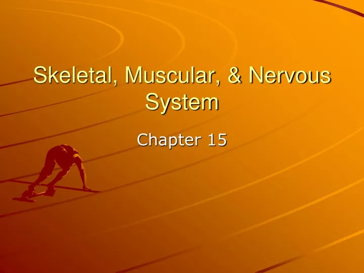 skeletal muscular nervous system