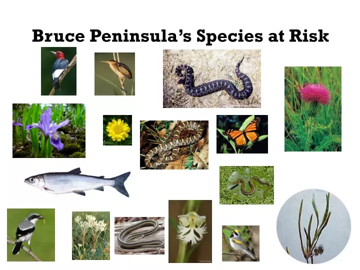 bruce peninsula s species at risk