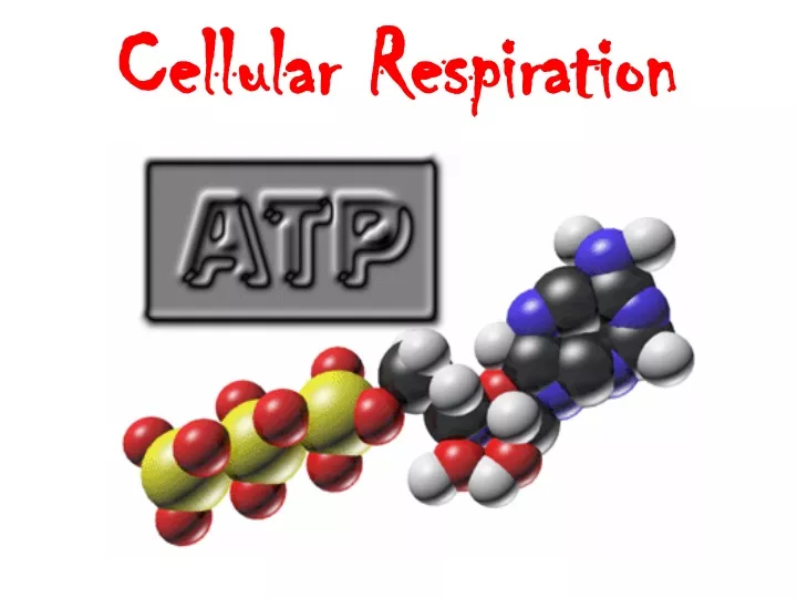 cellular respiration