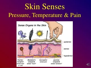 Skin Senses Pressure, Temperature &amp; Pain
