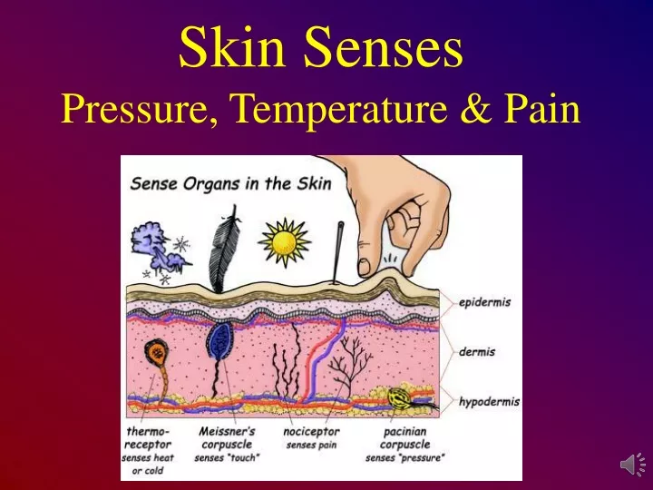 skin senses pressure temperature pain