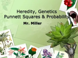Heredity, Genetics Punnett  Squares &amp; Probability