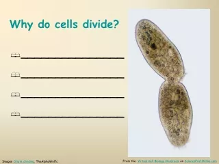 Why do cells divide?