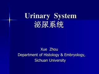 Urinary  System 泌尿系统