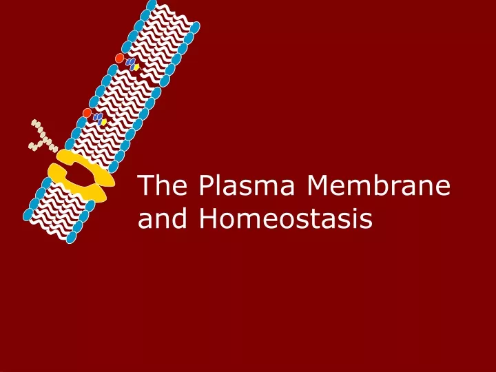 the plasma membrane and homeostasis