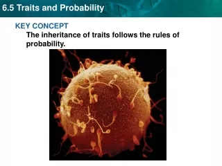 KEY CONCEPT  The inheritance of traits follows the rules of probability.