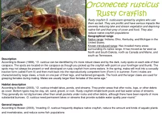 Orconectes rusticus Rusty crayfish