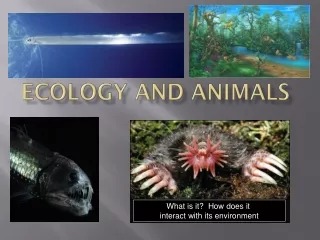 Ecology and Animals