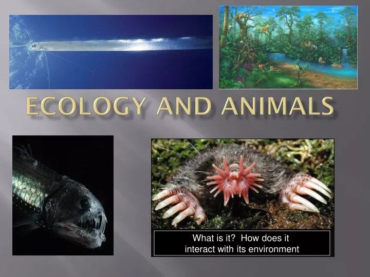 ecology and animals