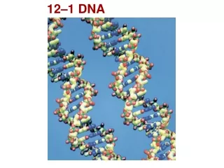 12–1 DNA