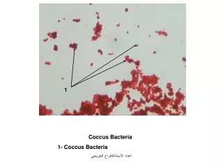 Coccus Bacteria 1- Coccus Bacteria