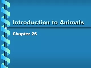 Introduction to Animals