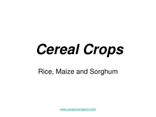 Cereal Crops