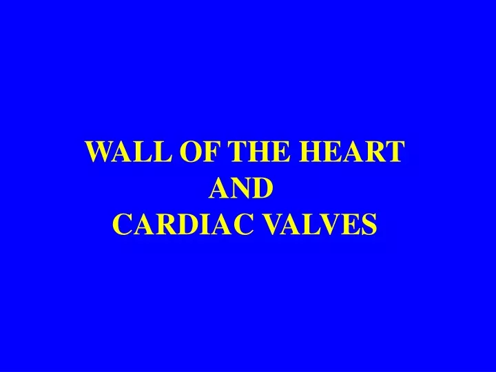 wall of the heart and cardiac valves