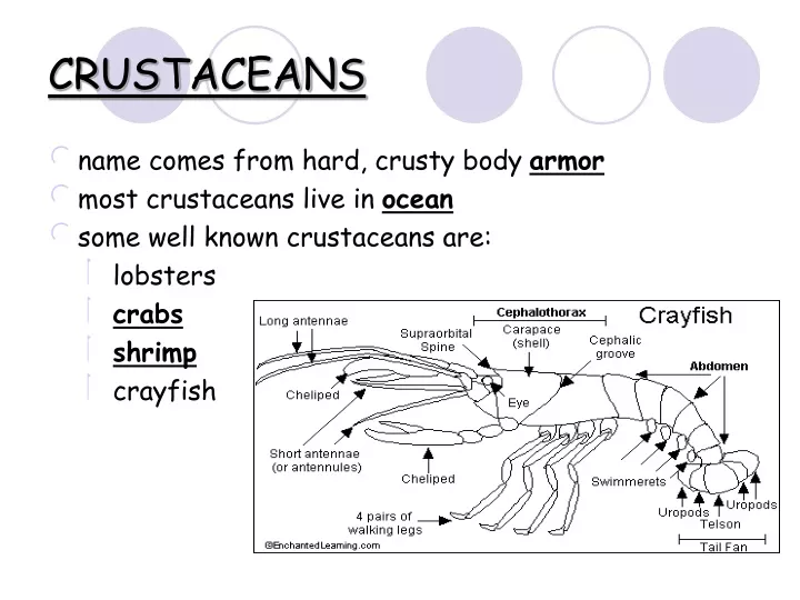 crustaceans