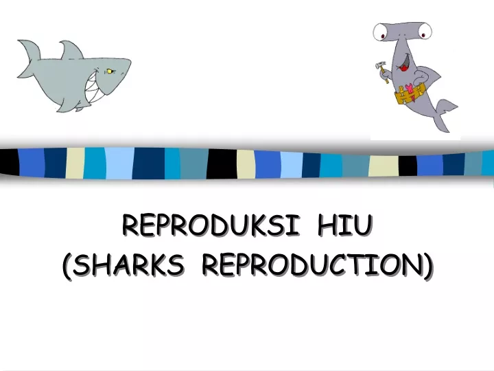 reproduksi hiu sharks reproduction
