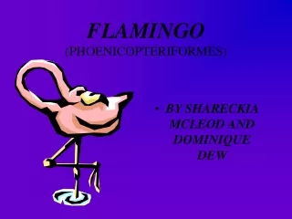 FLAMINGO (PHOENICOPTERIFORMES)