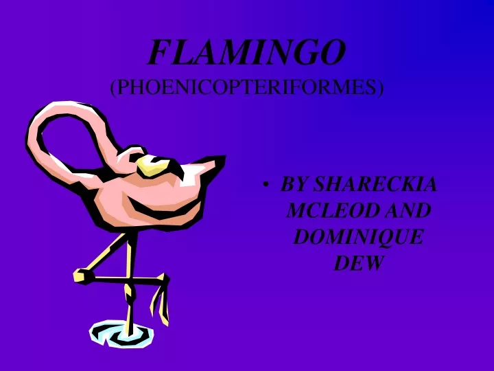 flamingo phoenicopteriformes