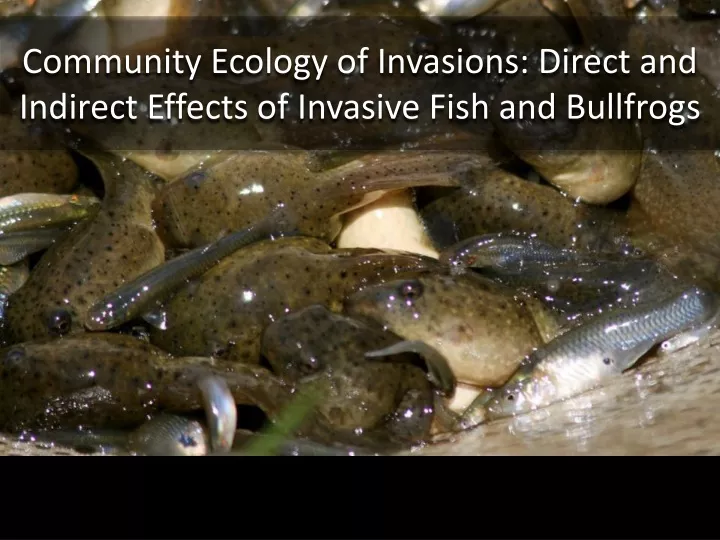 community ecology of invasions direct and indirect effects of invasive fish and bullfrogs