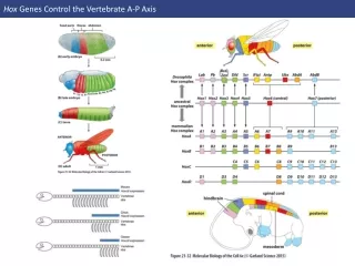 Hox  Genes Control the Vertebrate A-P Axis
