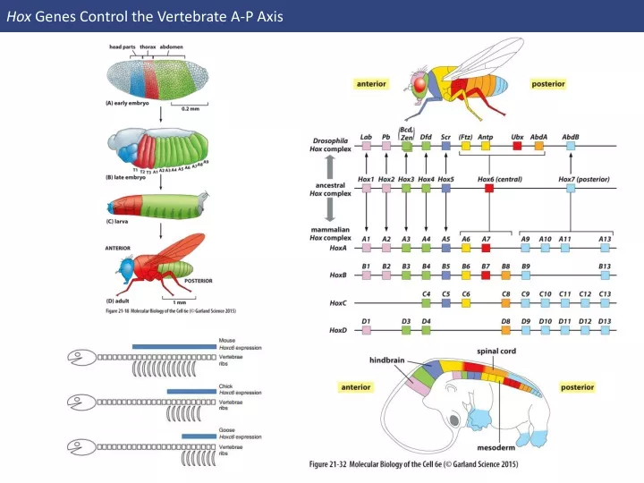 hox genes control the vertebrate a p axis