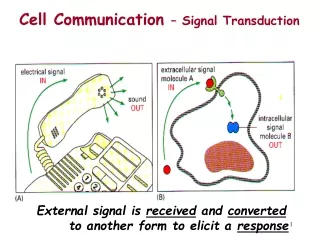 External signal is  received  and  converted       to another form to elicit a  response