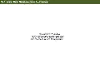 18.1  Slime Mold Morphogenesis 1, Amoebae