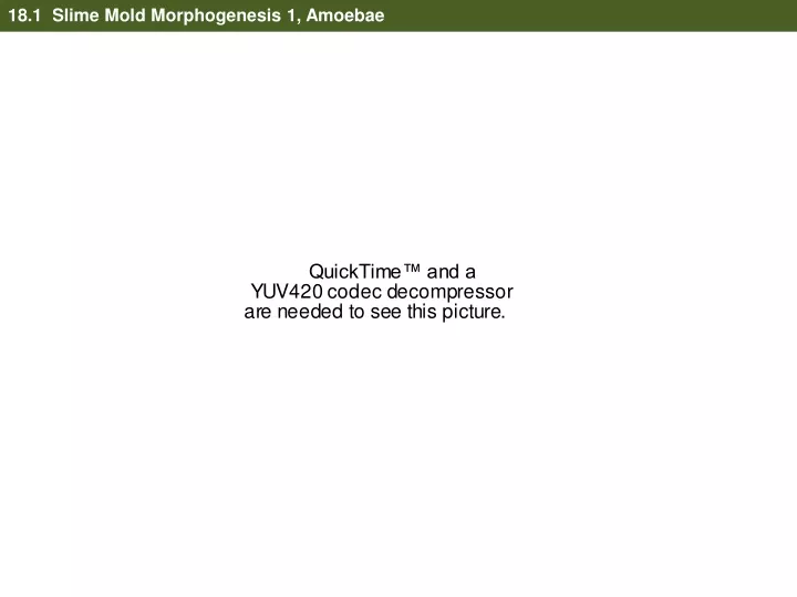 18 1 slime mold morphogenesis 1 amoebae