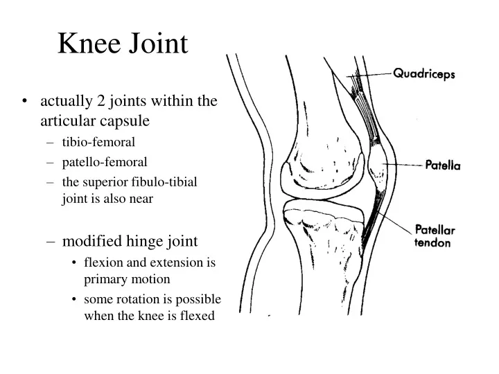 knee joint
