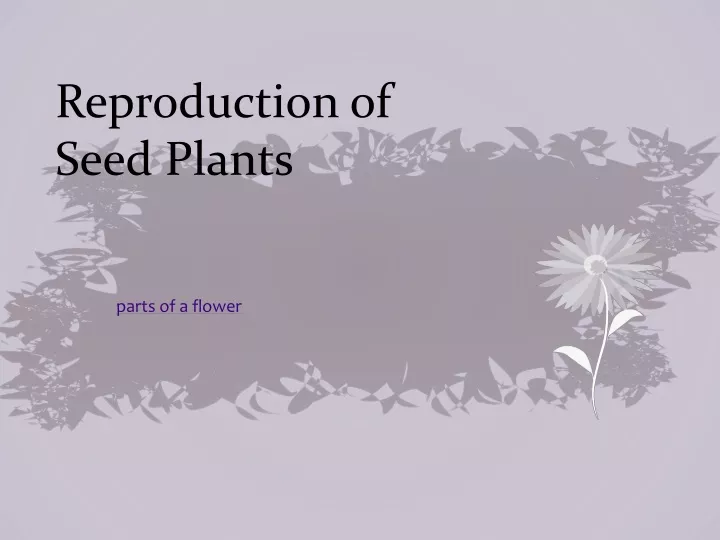 reproduction of seed plants