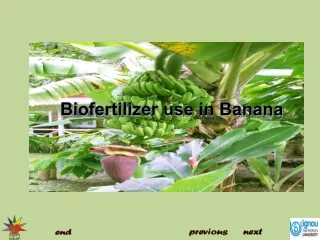 Biofertilizer  use  in  Banana