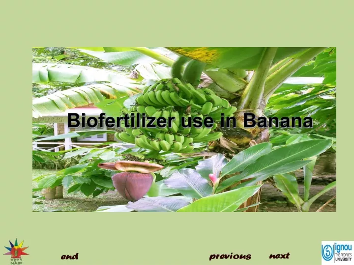 biofertilizer use in banana