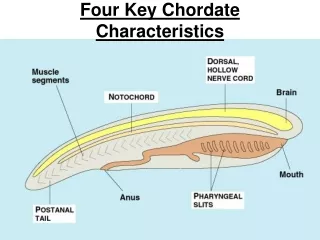 Four Key Chordate Characteristics