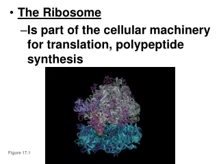 The Ribosome Is part of the cellular machinery for translation, polypeptide synthesis