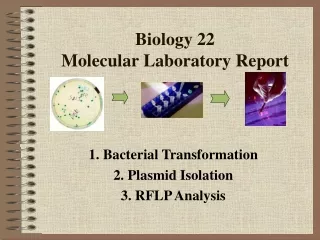 Biology 22 Molecular Laboratory Report