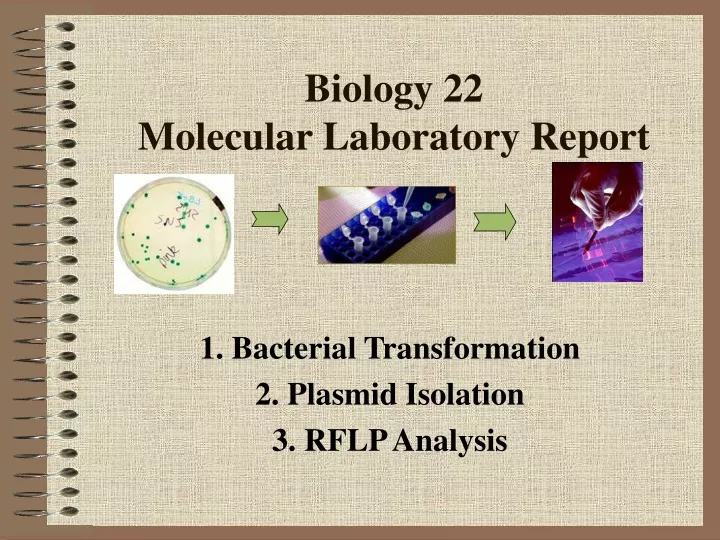 biology 22 molecular laboratory report