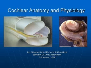 Cochlear Anatomy and Physiology