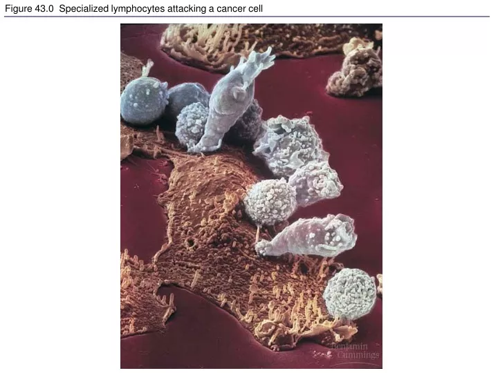 figure 43 0 specialized lymphocytes attacking a cancer cell