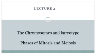 The Chromosomes and karyotype Phases of Mitosis and Meiosis