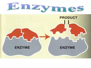 Enzymes