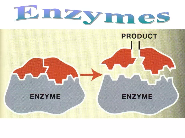 enzymes