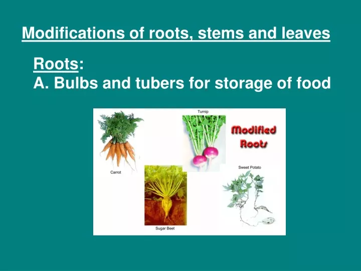 modifications of roots stems and leaves
